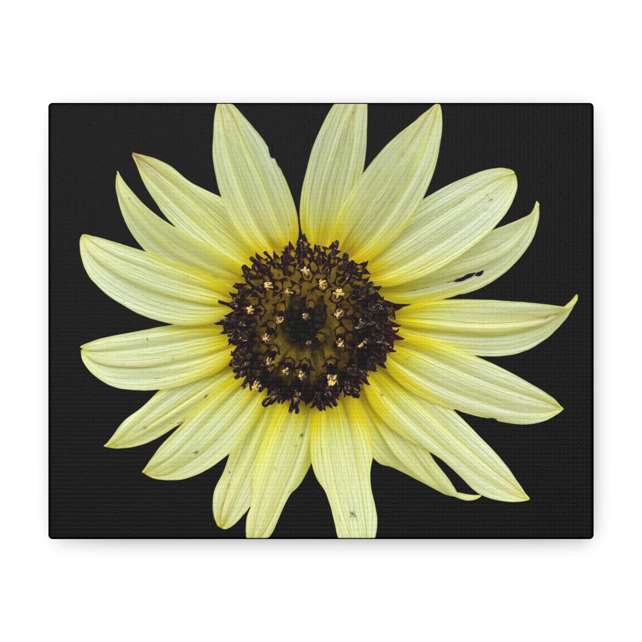 Yellow Sunflower Canvas Wall Art – Matte Stretched Floral Print