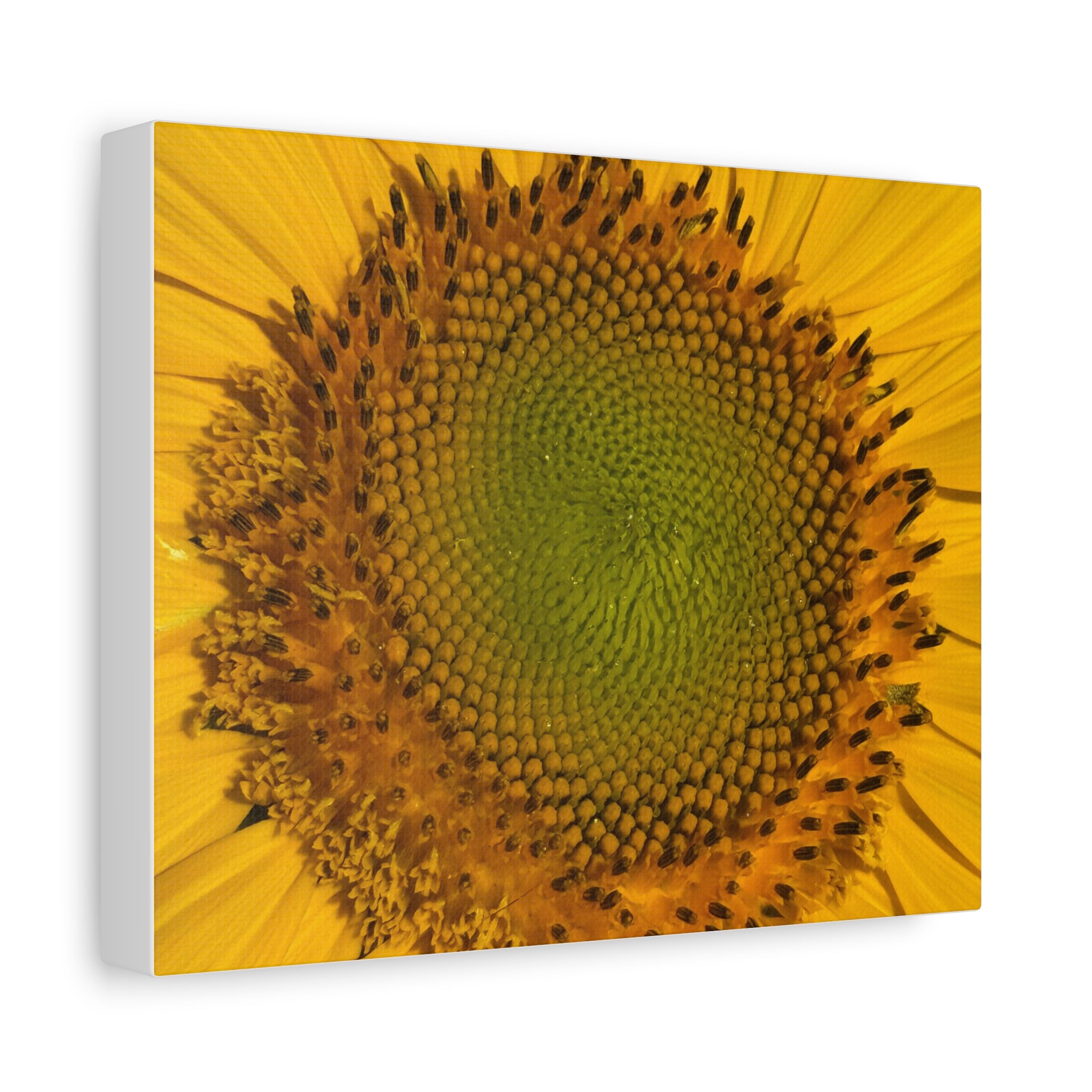 Sunflower Close-Up Matte Canvas Print (Stretched 1.25")
