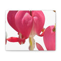 Bleeding Heart Floral Canvas Wall Art — Pink Macro Botanical Print