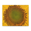 Sunflower Close-Up Matte Canvas Print (Stretched 1.25")