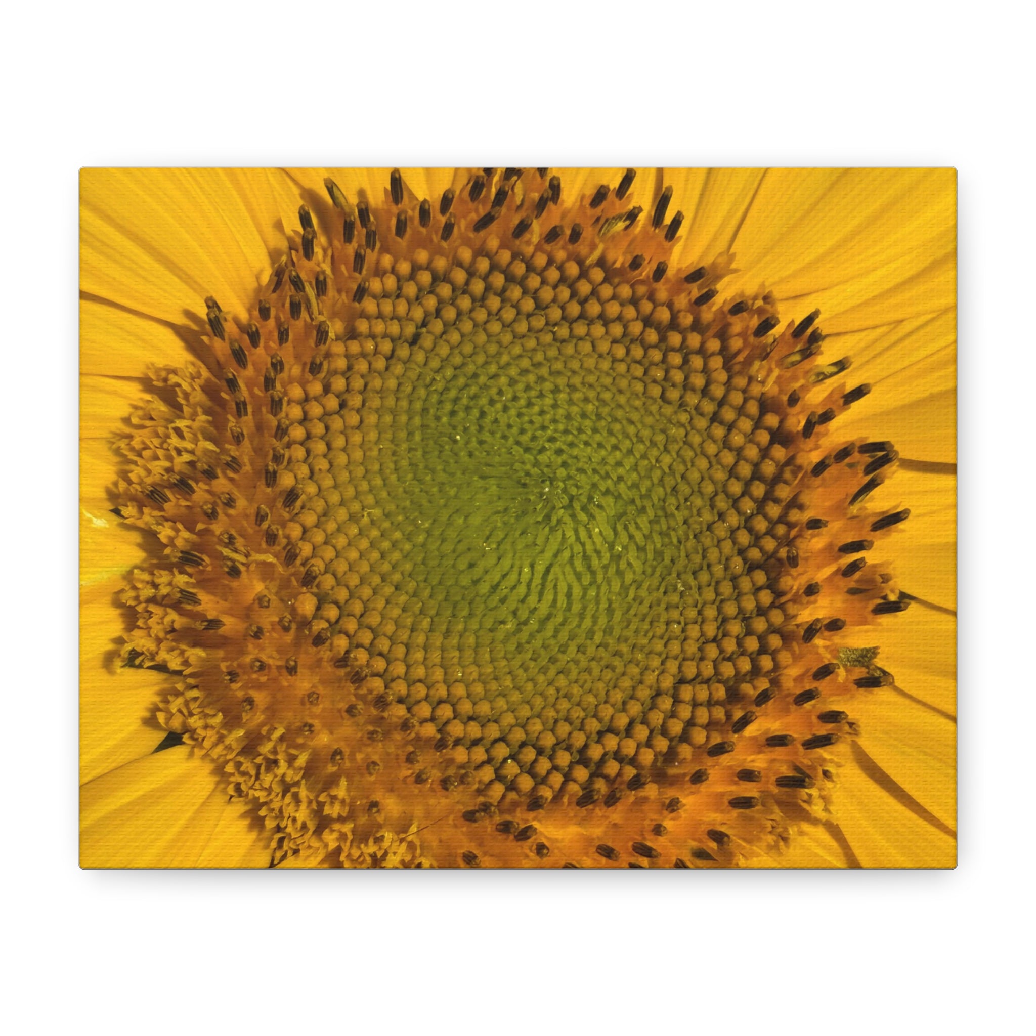 Sunflower Close-Up Matte Canvas Print (Stretched 1.25")